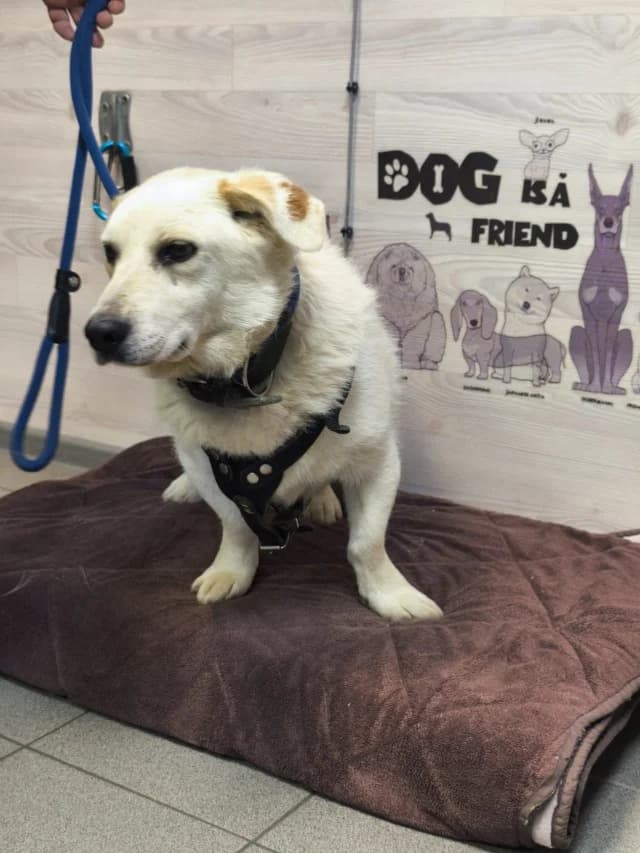 Gek, male young Mixed Breed for adoption at Pets Tallinn Shelter, Tallinn