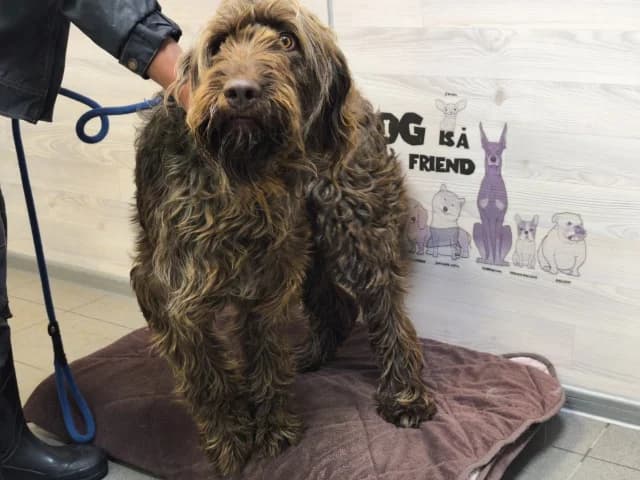 Iriska (arisha), male senior Mixed Breed for adoption at Pets Tallinn Shelter, Tallinn