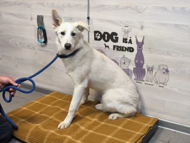 Genry, male senior Mixed Breed for adoption at Pets Tallinn Shelter, Tallinn
