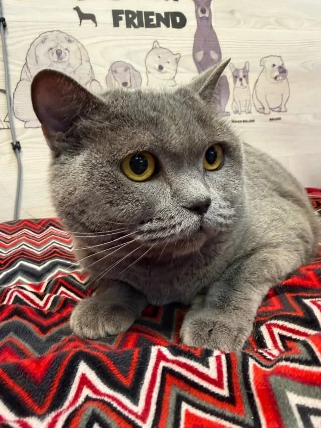Mushka, female 3yo Mixed Breed for adoption at Pets Tallinn Shelter, Tallinn