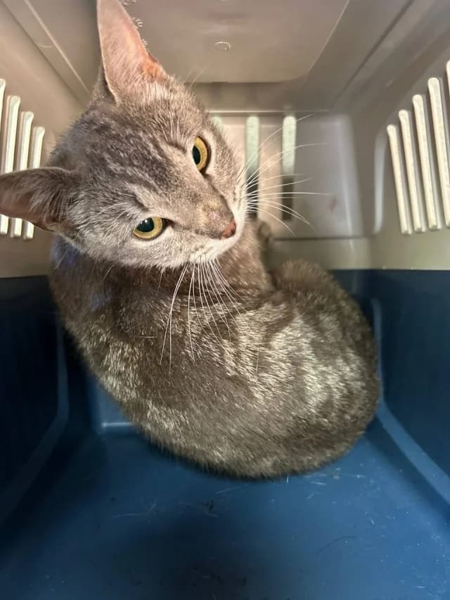 Cat 28720, female 3yo Mixed Breed for adoption at Pets Tallinn Shelter, Tallinn