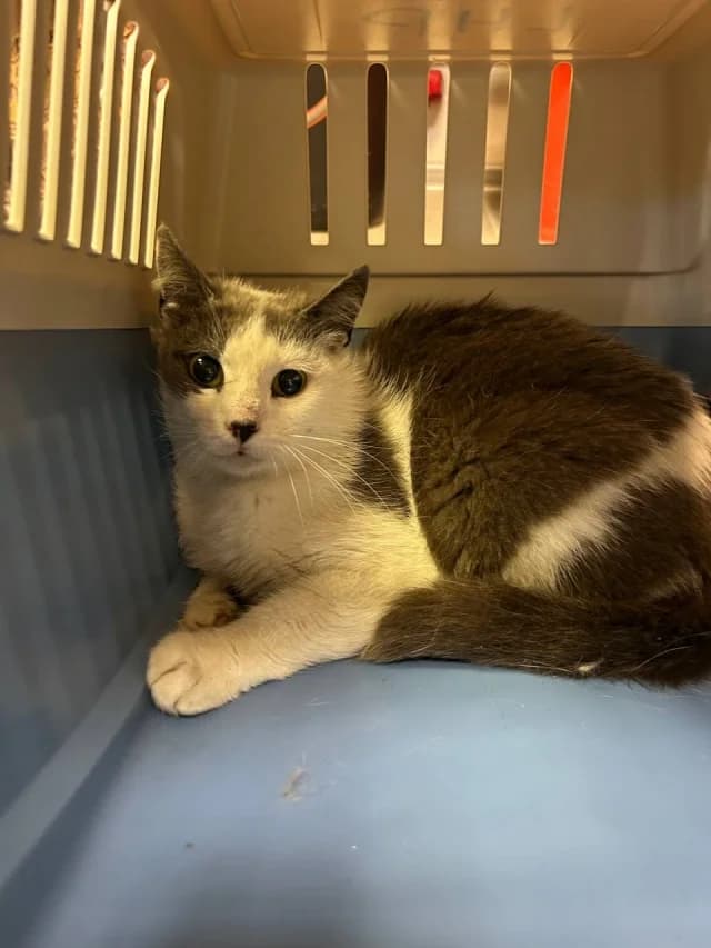 Cat 28722, female 3yo Mixed Breed for adoption at Pets Tallinn Shelter, Tallinn
