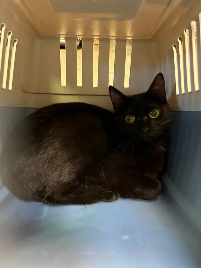 Cat 28723, female 3yo Mixed Breed for adoption at Pets Tallinn Shelter, Tallinn