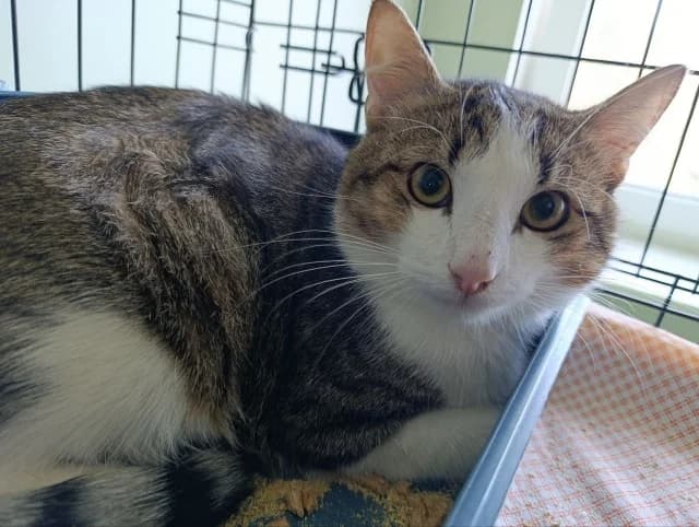 Cat 28724, female 3yo Mixed Breed for adoption at Pets Tallinn Shelter, Tallinn