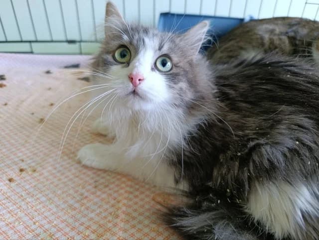 Cat 28725, female 3yo Mixed Breed for adoption at Pets Tallinn Shelter, Tallinn