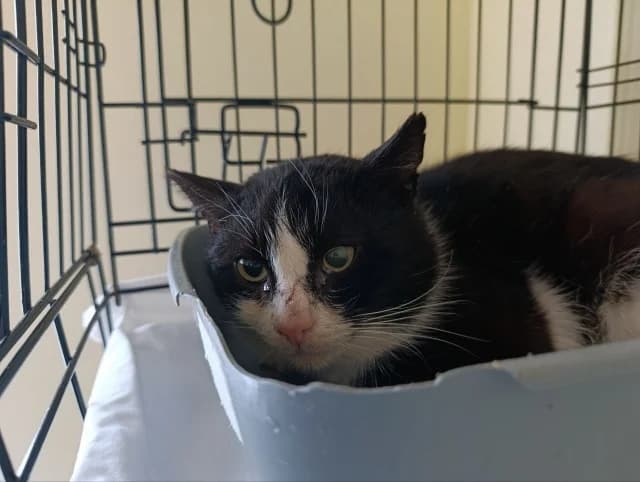 Cat 28726, female 3yo Mixed Breed for adoption at Pets Tallinn Shelter, Tallinn