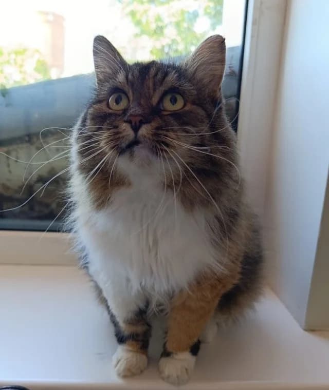 Cat 28727, female 3yo Mixed Breed for adoption at Pets Tallinn Shelter, Tallinn