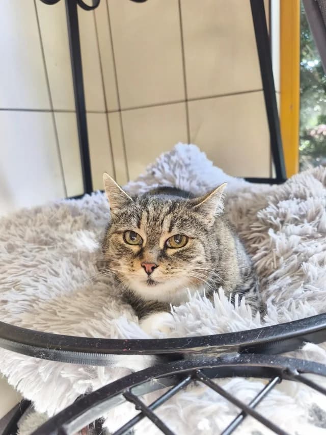 Cat 28728, female 3yo Mixed Breed for adoption at Pets Tallinn Shelter, Tallinn