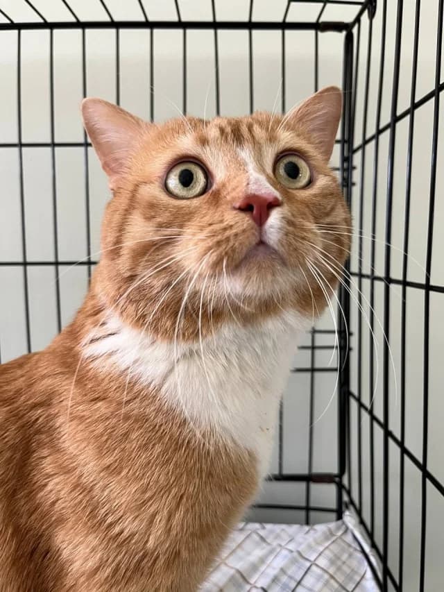 Cat 28729, female 3yo Mixed Breed for adoption at Pets Tallinn Shelter, Tallinn