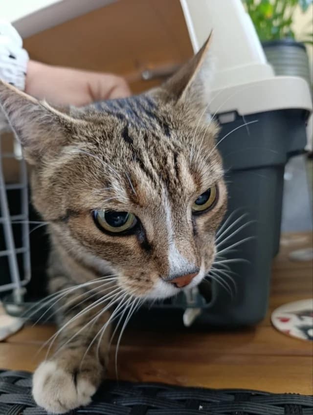 Cat 28731, female 3yo Mixed Breed for adoption at Pets Tallinn Shelter, Tallinn