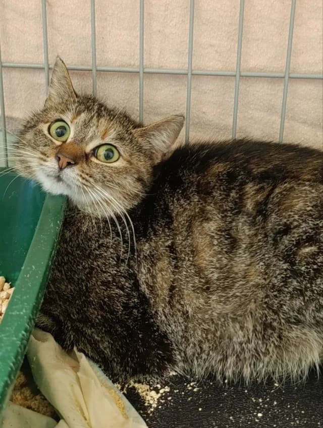 Cat 28732, female 3yo Mixed Breed for adoption at Pets Tallinn Shelter, Tallinn