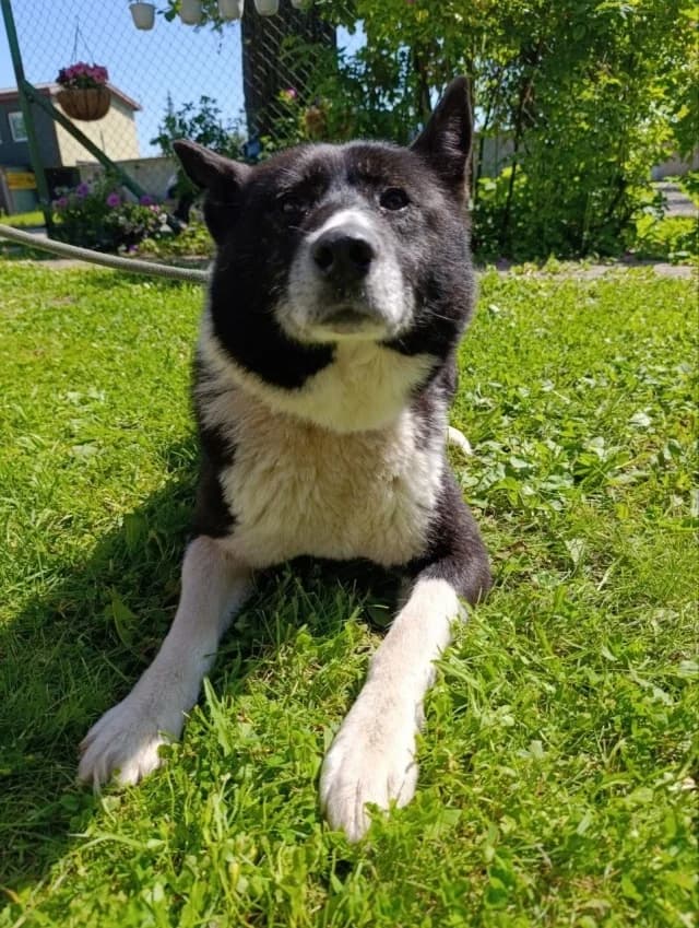 Dog 28733, female young Mixed Breed for adoption at Pets Tallinn Shelter, Tallinn