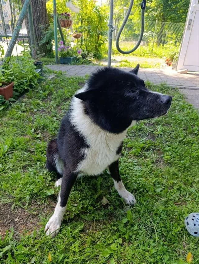 Dog 28734, female young Mixed Breed for adoption at Pets Tallinn Shelter, Tallinn