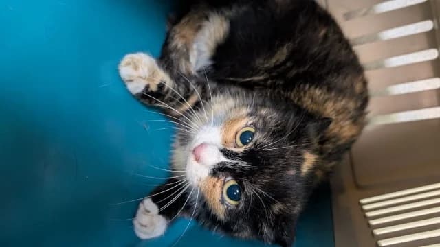 Cat 28735, female 3yo Mixed Breed for adoption at Pets Tallinn Shelter, Tallinn