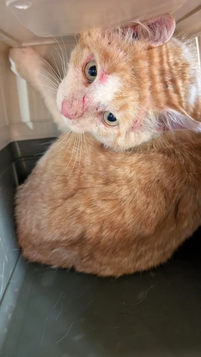 Cat 28737, female 3yo Mixed Breed for adoption at Pets Tallinn Shelter, Tallinn