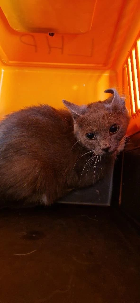 Cat 28738, female 3yo Mixed Breed for adoption at Pets Tallinn Shelter, Tallinn