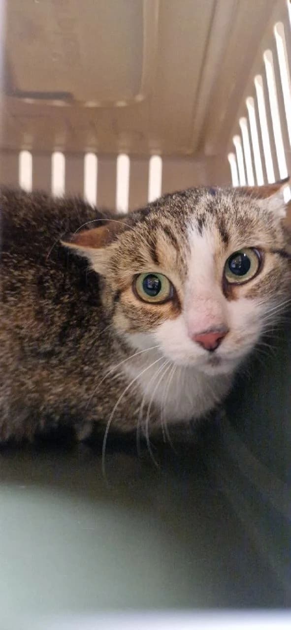 Cat 28739, female 3yo Mixed Breed for adoption at Pets Tallinn Shelter, Tallinn
