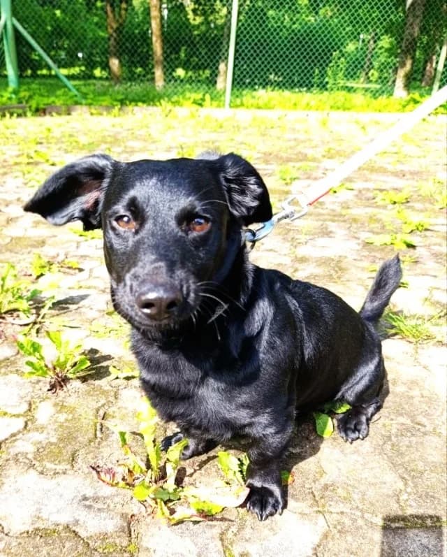 Dog 28745, female 3yo Mixed Breed for adoption at Pets Tallinn Shelter, Tallinn