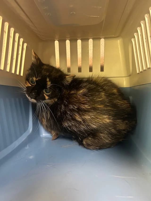 Cat 28746, female 4yo Mixed Breed for adoption at Pets Tallinn Shelter, Tallinn