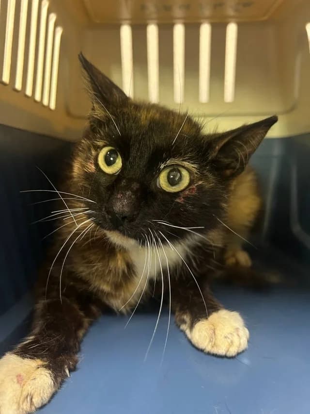 Cat 28747, female 4yo Mixed Breed for adoption at Pets Tallinn Shelter, Tallinn