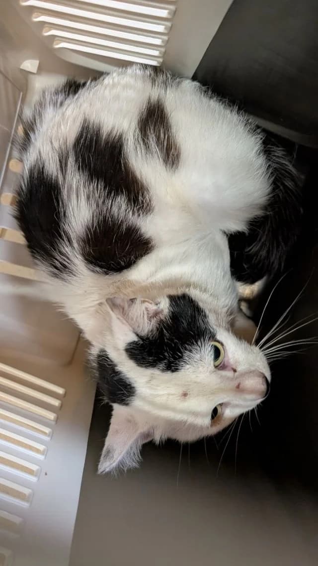 Cat 28749, female 4yo Mixed Breed for adoption at Pets Tallinn Shelter, Tallinn