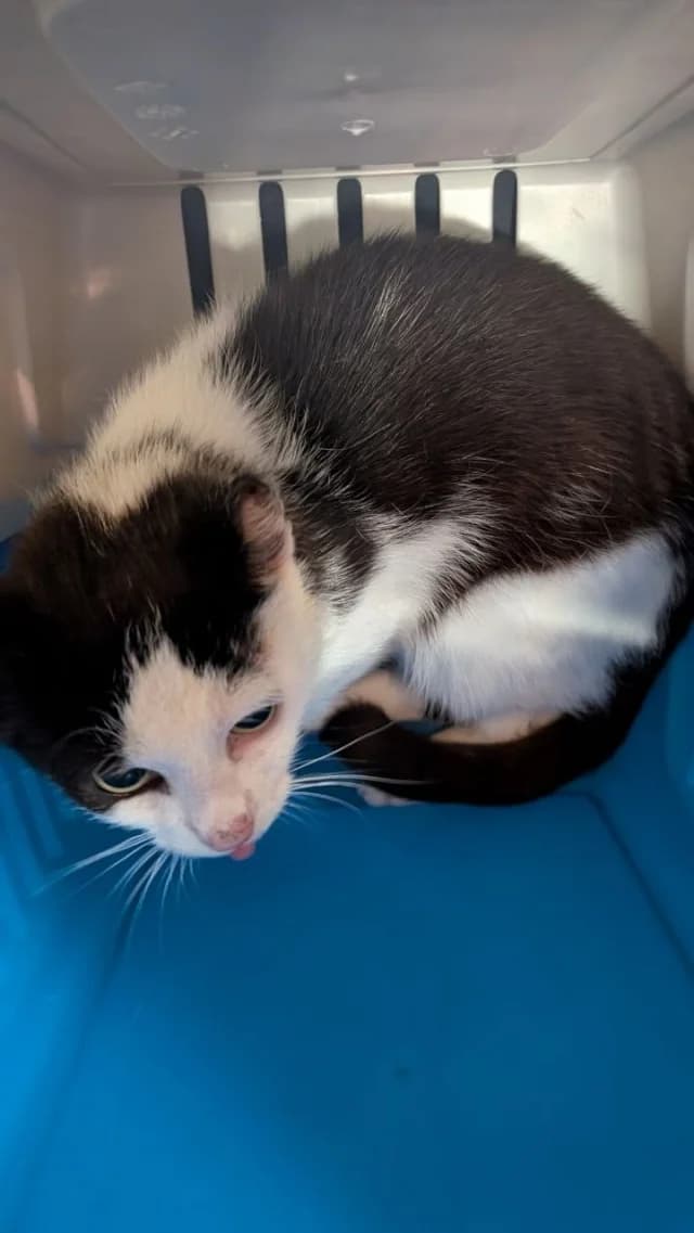 Cat 28750, female 4yo Mixed Breed for adoption at Pets Tallinn Shelter, Tallinn