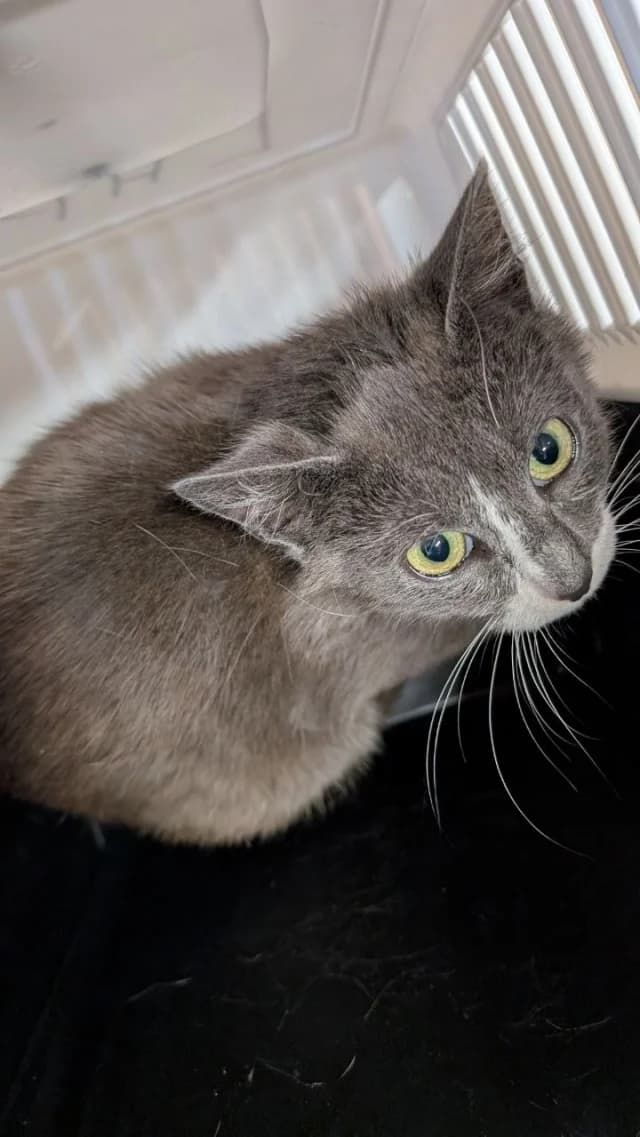 Cat 28751, female 4yo Mixed Breed for adoption at Pets Tallinn Shelter, Tallinn