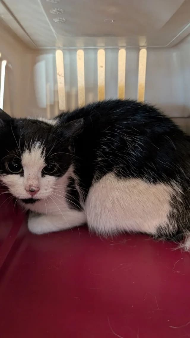 Cat 28753, female 4yo Mixed Breed for adoption at Pets Tallinn Shelter, Tallinn
