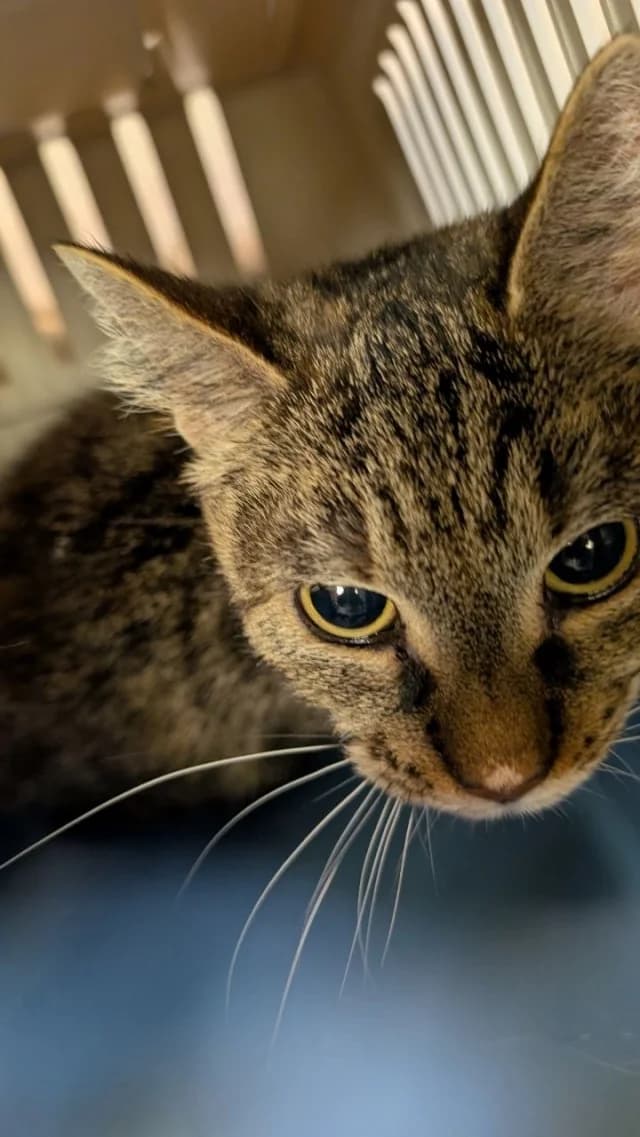 Cat 28754, female 4yo Mixed Breed for adoption at Pets Tallinn Shelter, Tallinn