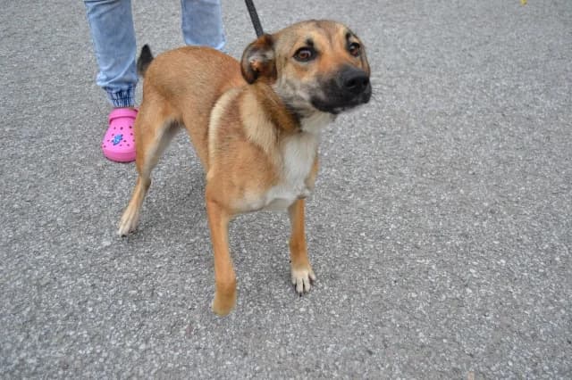 Diana, female 3yo Mixed Breed for adoption at Pets Tallinn Shelter, Tallinn