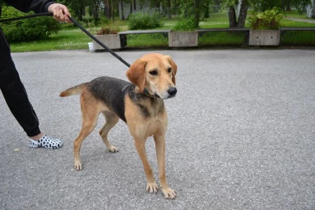 Fox, female 3yo Mixed Breed for adoption at Pets Tallinn Shelter, Tallinn