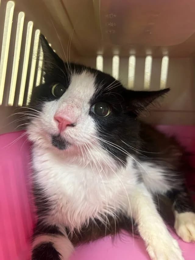 Cat 28757, female 4yo Mixed Breed for adoption at Pets Tallinn Shelter, Tallinn