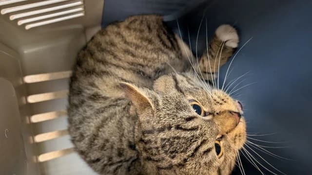 Cat 28764, female 3yo Mixed Breed for adoption at Pets Tallinn Shelter, Tallinn