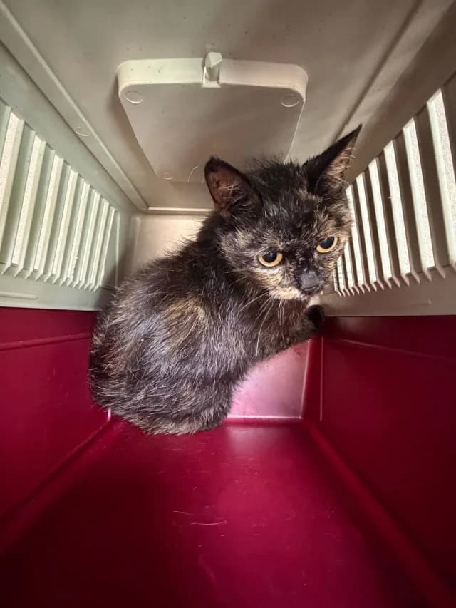 Cat 28766, female 3yo Mixed Breed for adoption at Pets Tallinn Shelter, Tallinn