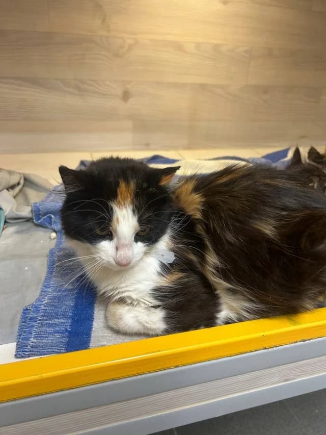 Cat 28770, female 3yo Mixed Breed for adoption at Pets Tallinn Shelter, Tallinn