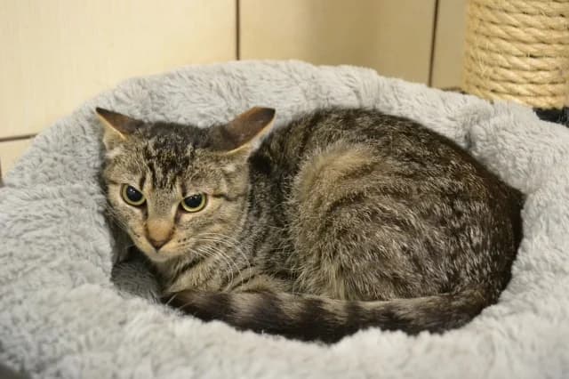 Cat 28772, female 3yo Mixed Breed for adoption at Pets Tallinn Shelter, Tallinn