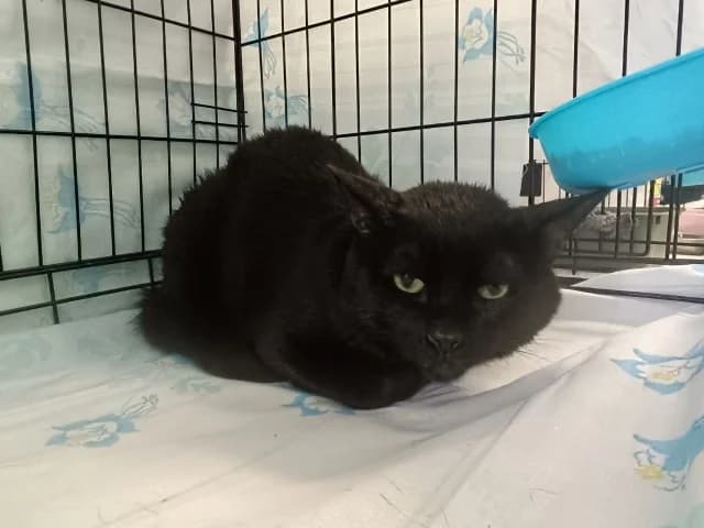Cat 28773, female 3yo Mixed Breed for adoption at Pets Tallinn Shelter, Tallinn