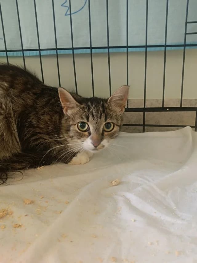 Cat 28774, female 3yo Mixed Breed for adoption at Pets Tallinn Shelter, Tallinn