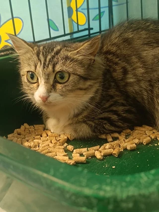 Cat 28775, female 3yo Mixed Breed for adoption at Pets Tallinn Shelter, Tallinn