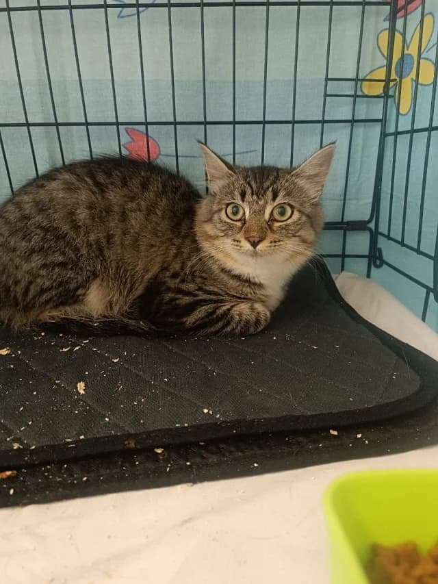 Cat 28776, female 3yo Mixed Breed for adoption at Pets Tallinn Shelter, Tallinn