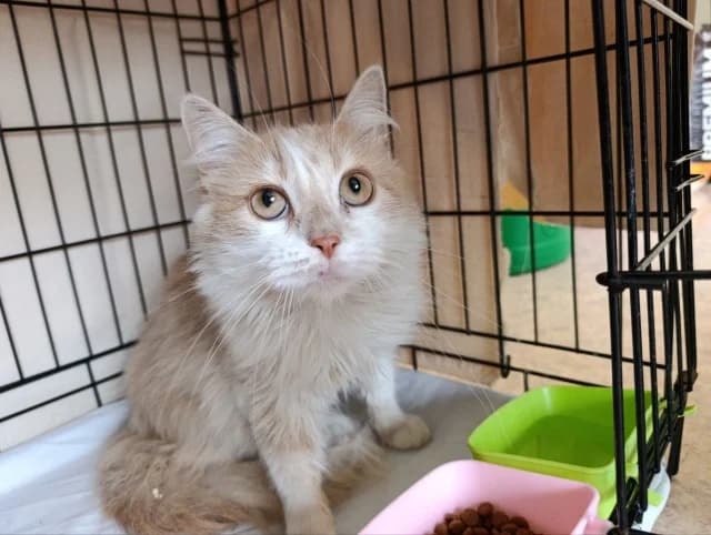 Cat 28777, Mixed Breed (Pets Tallinn Shelter)