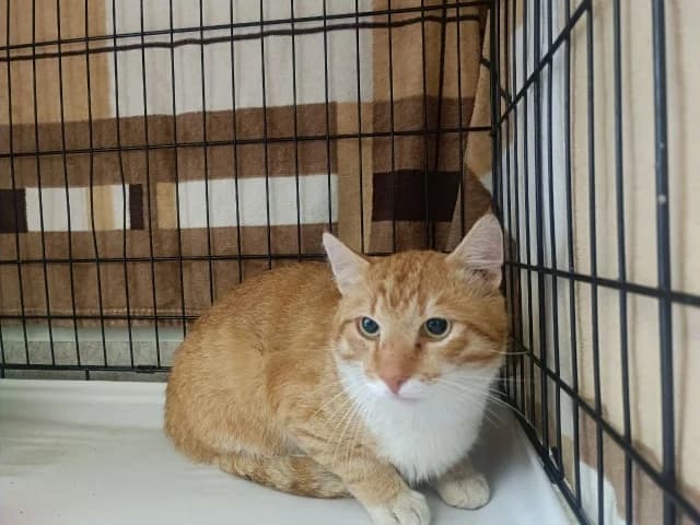 Cat 28778, female 3yo Mixed Breed for adoption at Pets Tallinn Shelter, Tallinn