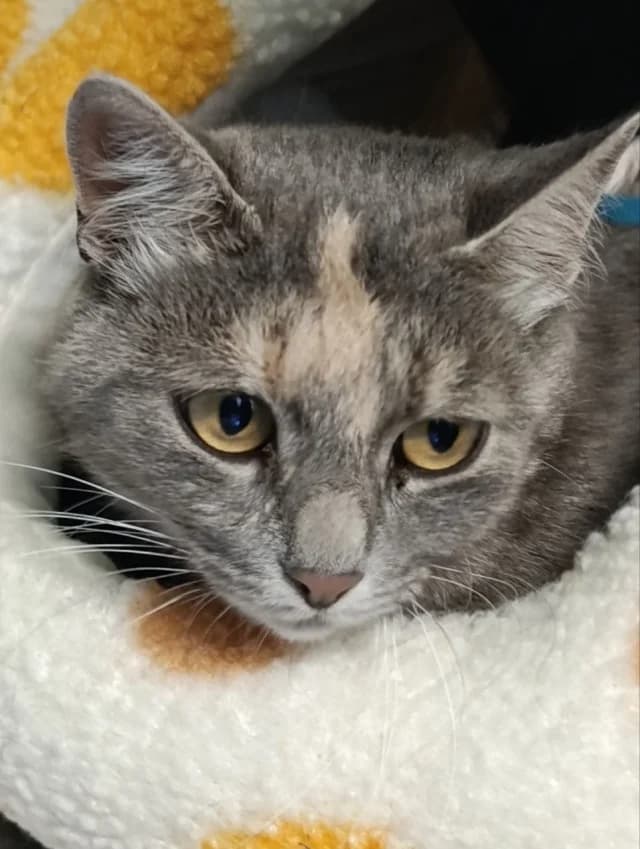 Cat 28779, female 3yo Mixed Breed for adoption at Pets Tallinn Shelter, Tallinn