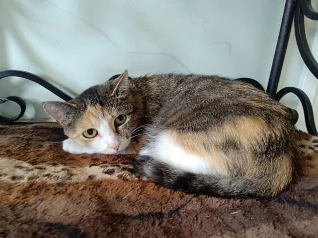 Cat 28782, female 3yo Mixed Breed for adoption at Pets Tallinn Shelter, Tallinn