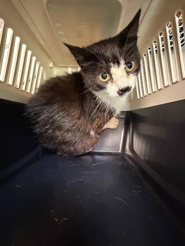 Cat 28783, Mixed Breed (Pets Tallinn Shelter)