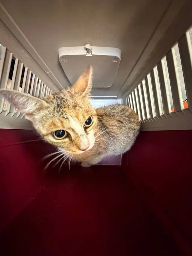 Cat 28784, female 3yo Mixed Breed for adoption at Pets Tallinn Shelter, Tallinn