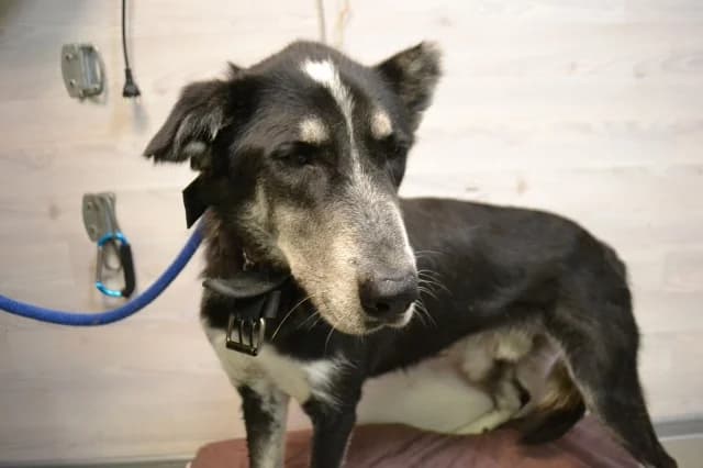 Boss, male puppy Mixed Breed for adoption at Pets Tallinn Shelter, Tallinn