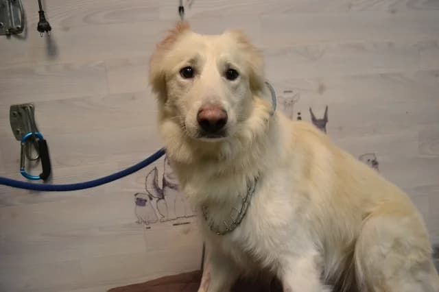 Fred, male puppy Mixed Breed for adoption at Pets Tallinn Shelter, Tallinn