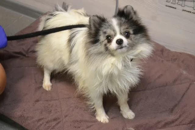 Koritsa, male puppy Mixed Breed for adoption at Pets Tallinn Shelter, Tallinn