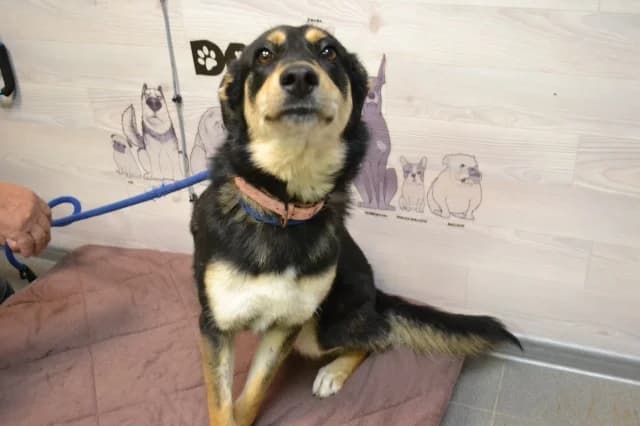 Karina, male puppy Mixed Breed for adoption at Pets Tallinn Shelter, Tallinn
